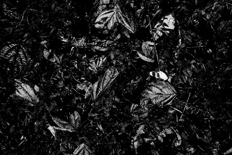 © Pardo Iannini - Image from the Jurema photography project