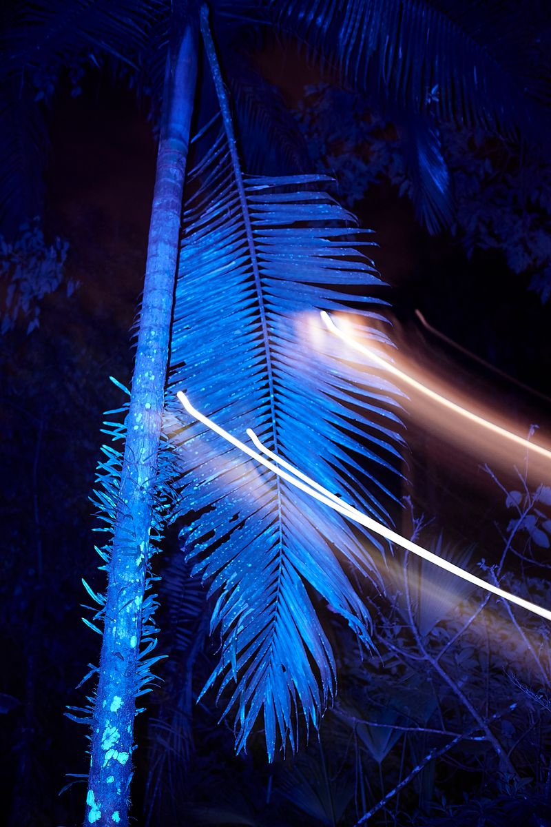 © Pardo Iannini - Image from the Jurema photography project