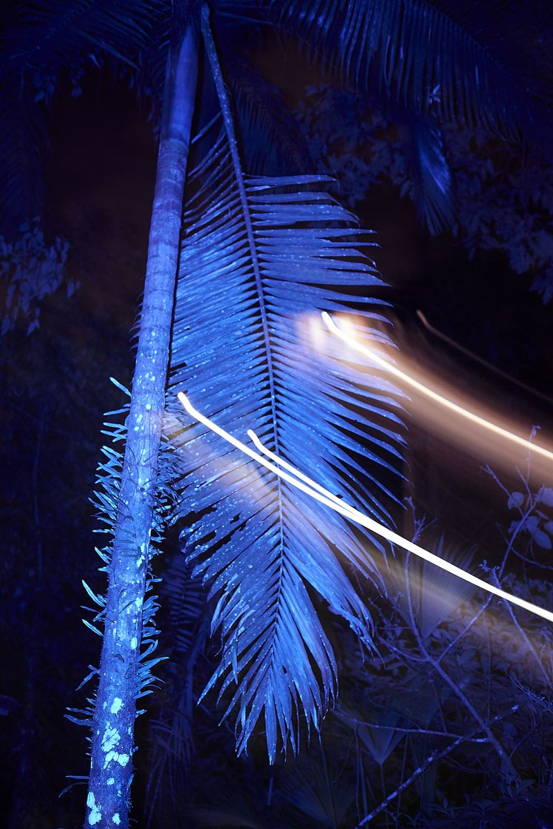 © Pardo Iannini - Image from the Jurema photography project