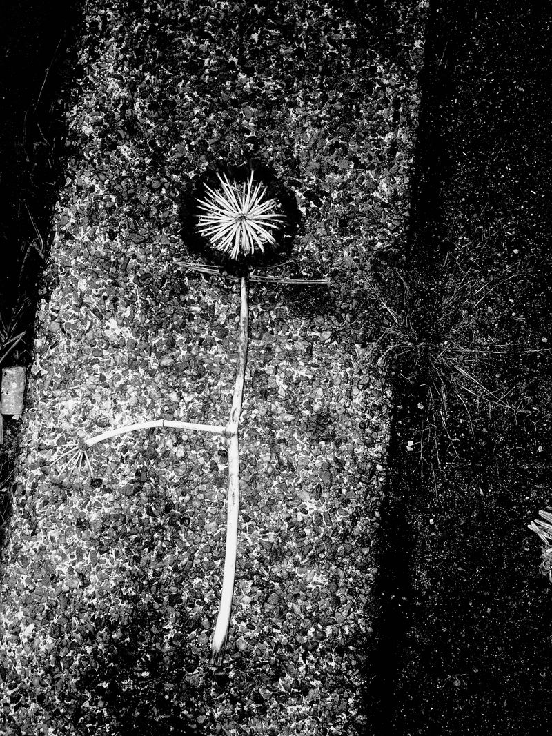 © Pardo Iannini - Image from the Jurema photography project