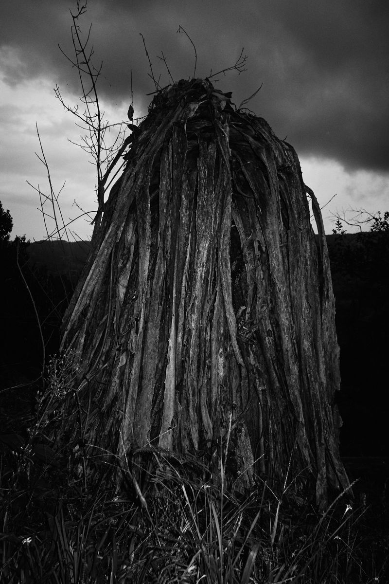 © Pardo Iannini - Image from the Jurema photography project