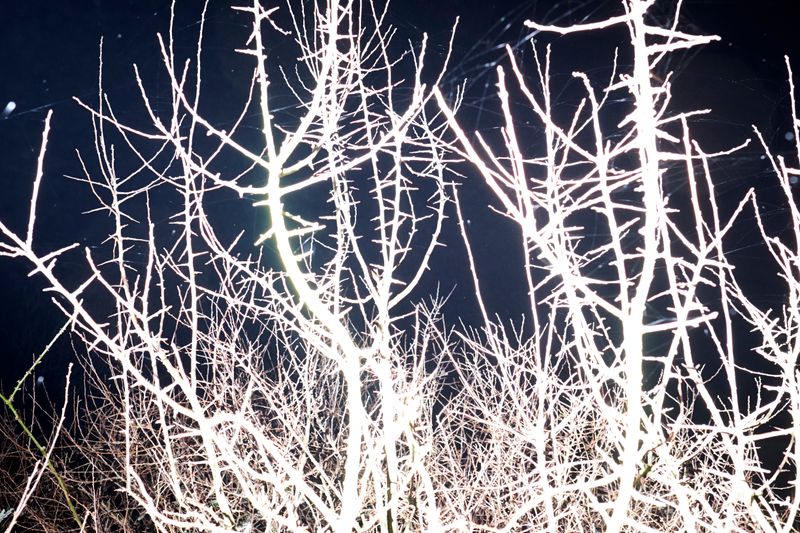 © Pardo Iannini - Image from the Jurema photography project