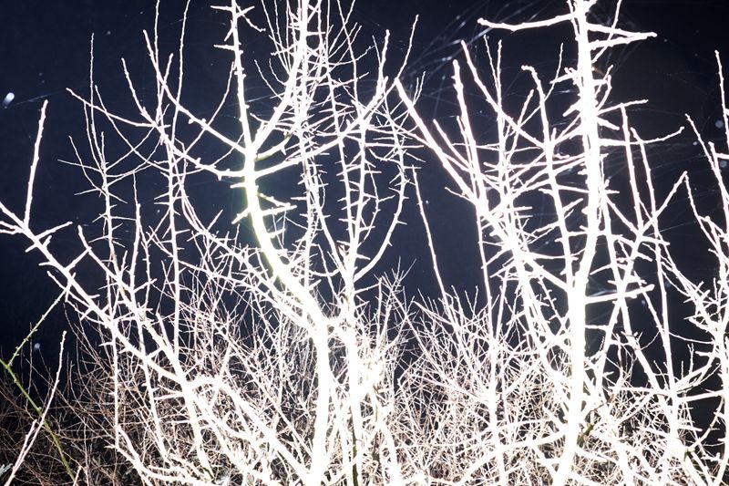 © Pardo Iannini - Image from the Jurema photography project