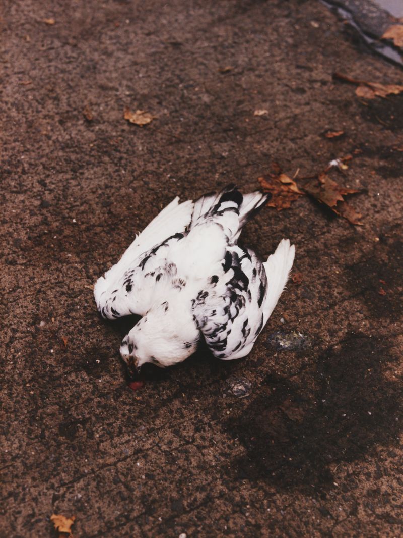 © Conor Henry McNamara - Image from the Agathokakological photography project