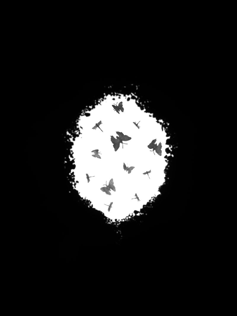 © Rory Hamovit - Looking Up, 2022, Gelatin Silver Print from Digital Negative