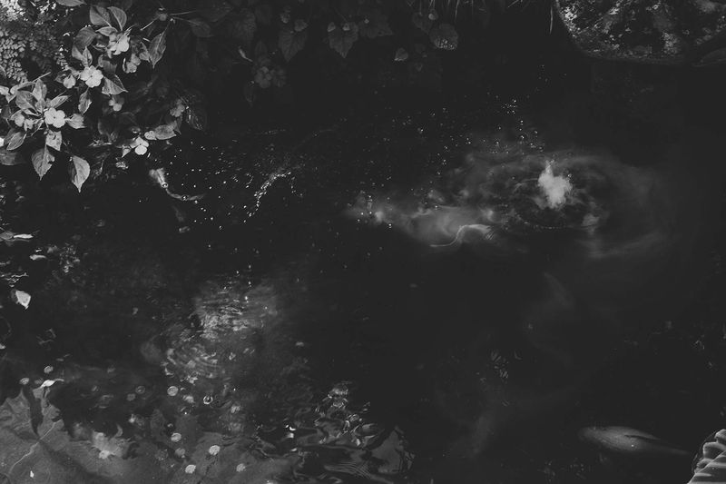 © Giorgia Valli - Wild Whispers