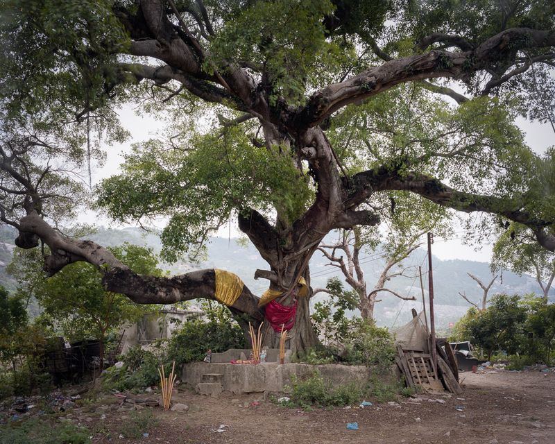 © Adam Lampton - Ancient Tree, Dung Huan Village, Hengqing, Macao (Img#: 13) (Size: 28x30") Archival Inkjet Print (2007/18)