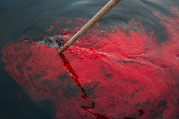 © Lukas Kreibig - Image from the Heart of a Seal photography project