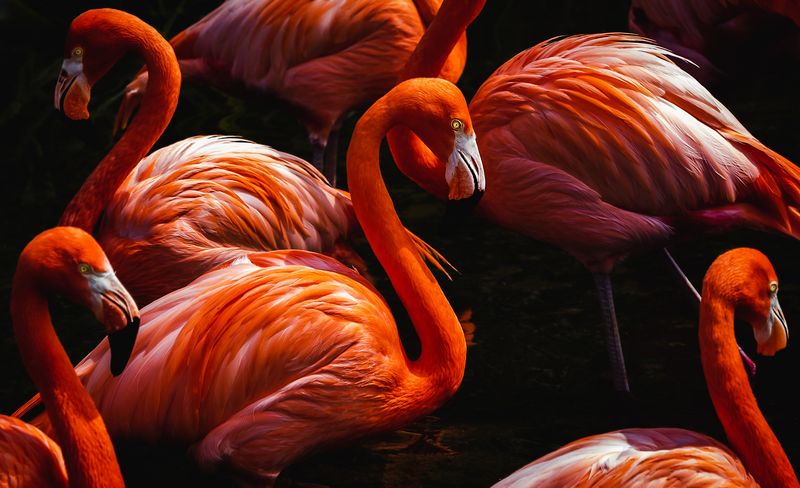 © Amadeu Martinez Silvoso - Image from the Birds photography project