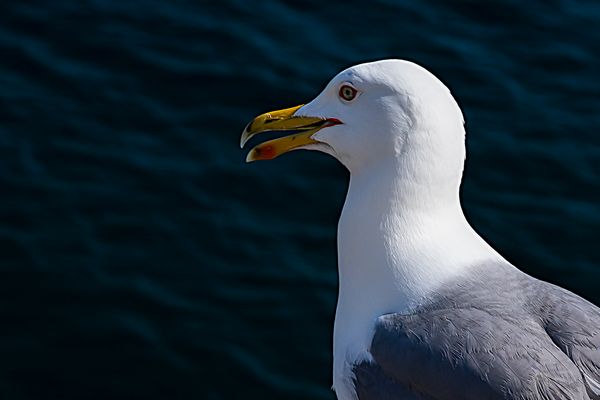 © Amadeu Martinez Silvoso - Image from the Birds photography project