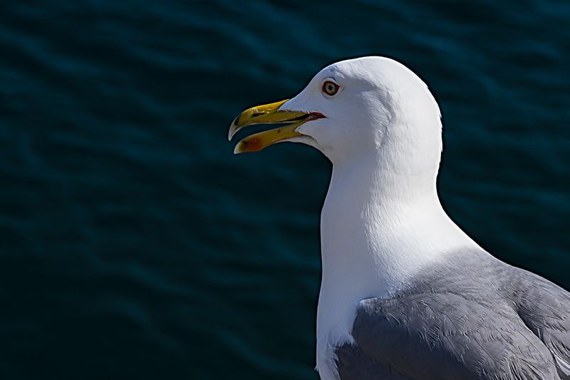 © Amadeu Martinez Silvoso - Image from the Birds photography project