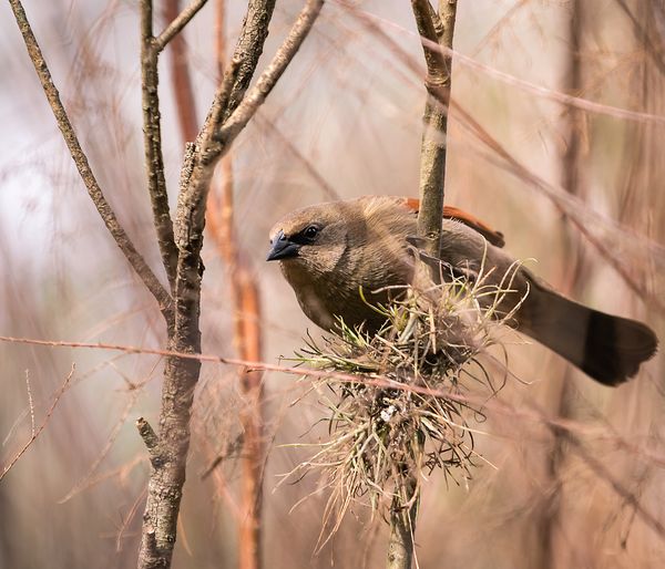 © Amadeu Martinez Silvoso - Image from the Birds photography project
