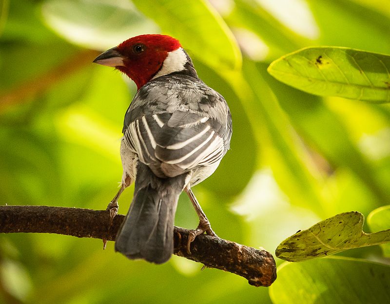 © Amadeu Martinez Silvoso - Image from the Birds photography project