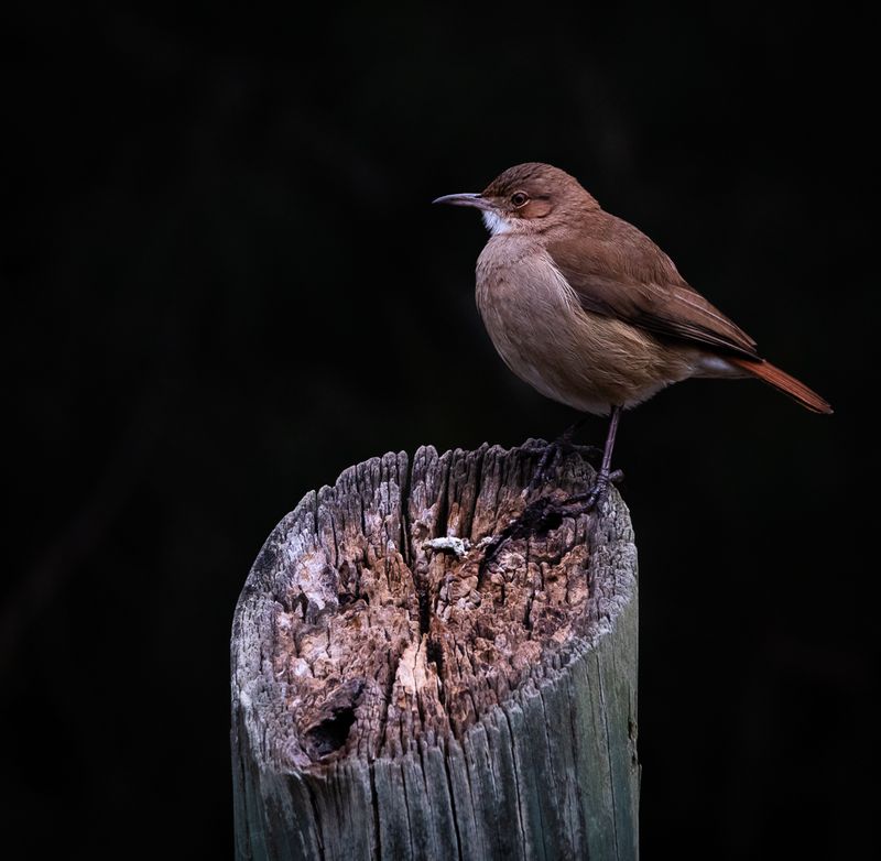 © Amadeu Martinez Silvoso - Image from the Birds photography project
