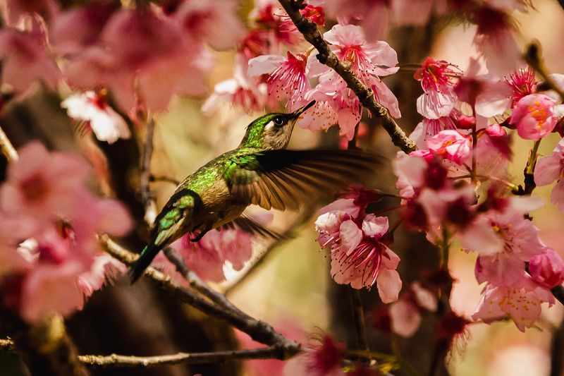 © Amadeu Martinez Silvoso - Image from the Birds photography project