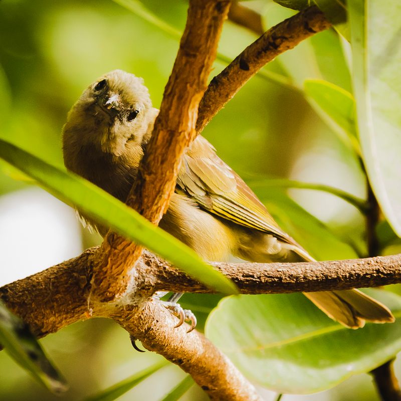 © Amadeu Martinez Silvoso - Image from the Birds photography project