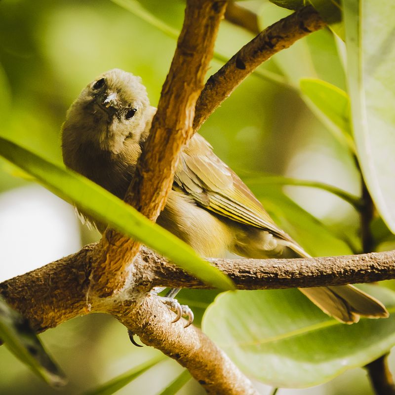 © Amadeu Martinez Silvoso - Image from the Birds photography project