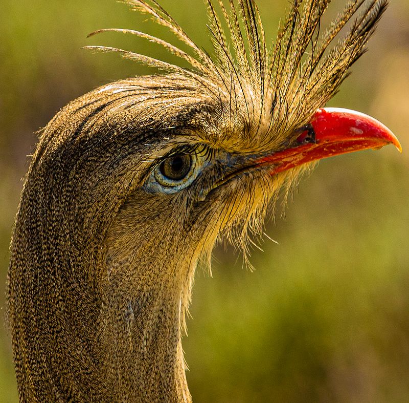 © Amadeu Martinez Silvoso - Image from the Birds photography project