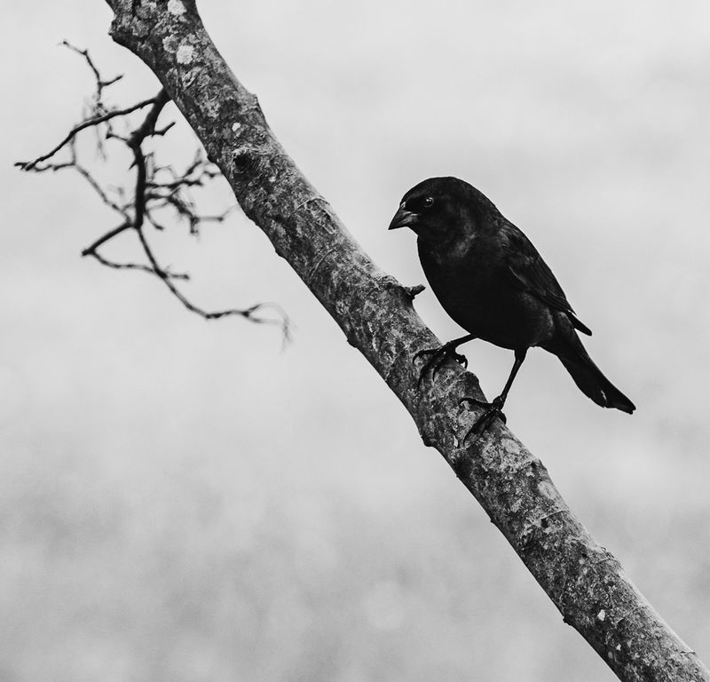 © Amadeu Martinez Silvoso - Image from the Birds photography project