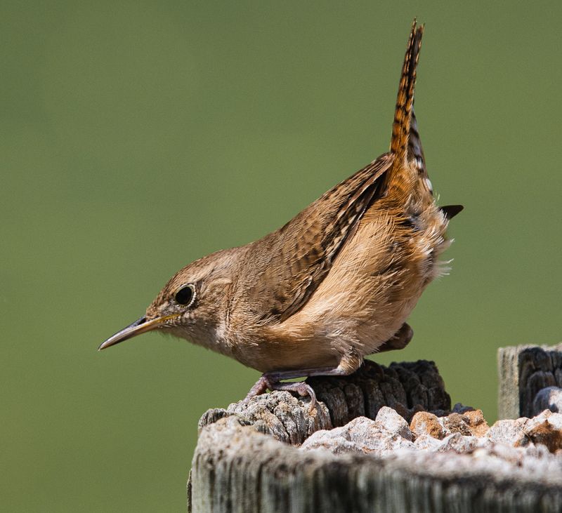 © Amadeu Martinez Silvoso - Image from the Birds photography project