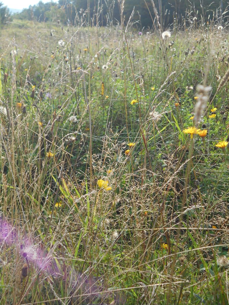 © Jingru Wang - Image from the Poor Image photography project