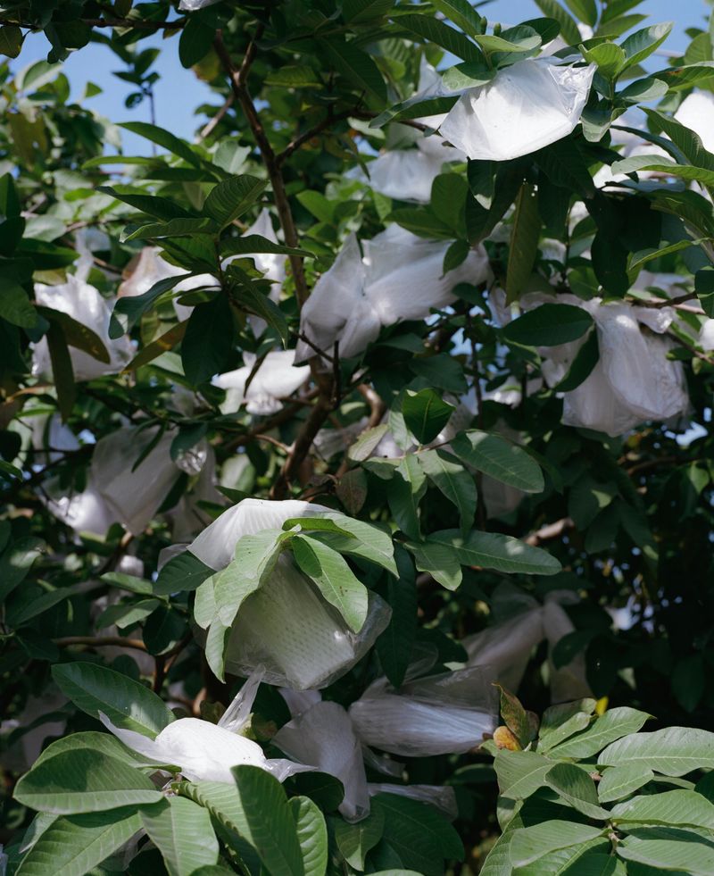 © Jingru Wang - Image from the Southern Sands photography project