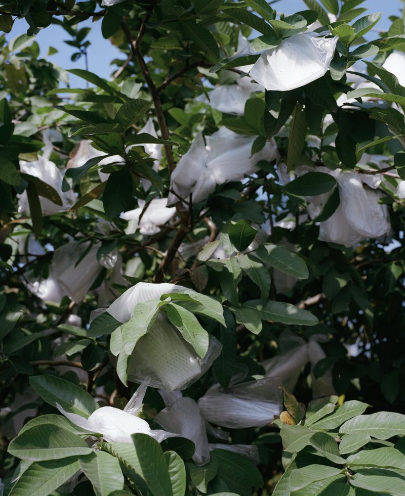 © Jingru Wang - Image from the Southern Sands photography project