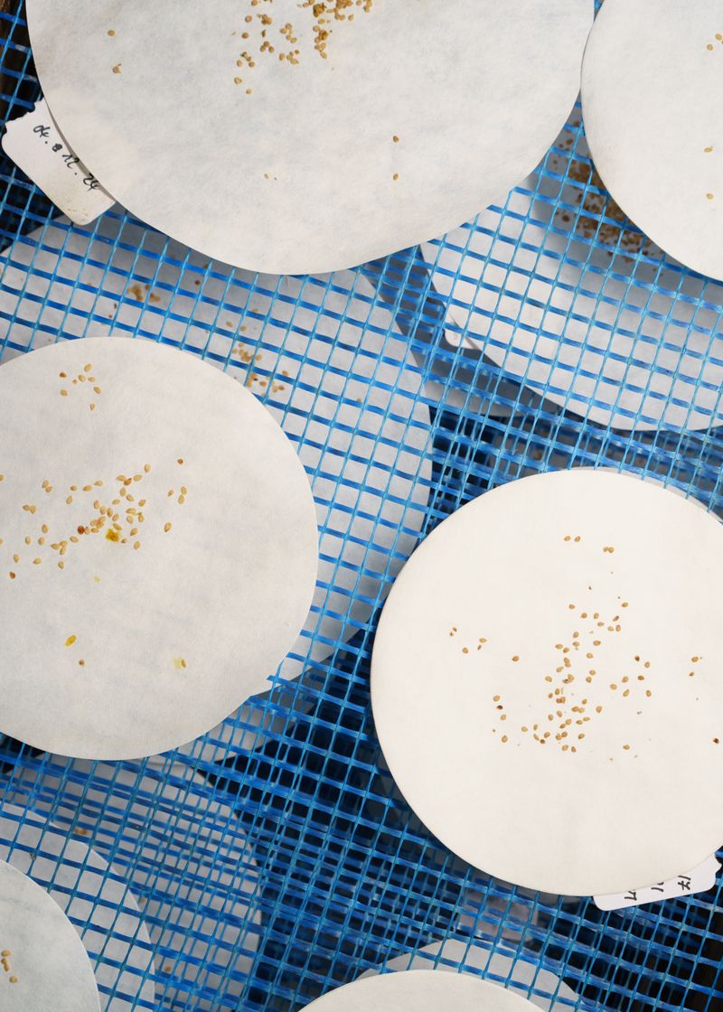 © Theresa Wißmann - Image from the Sprouts and Skins (German title: Vorwiegend festkochend) photography project