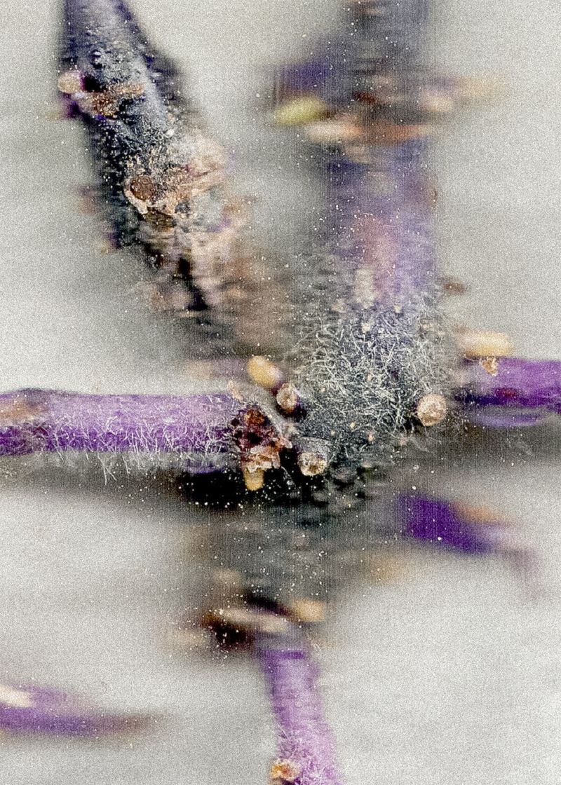 © Theresa Wißmann - Potato sprout of the Blaue Anneliese variety. Scan. Berlin, 04/2025