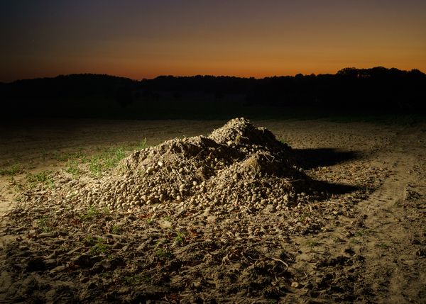 © Theresa Wißmann - Image from the Sprouts and Skins (German title: Vorwiegend festkochend) photography project