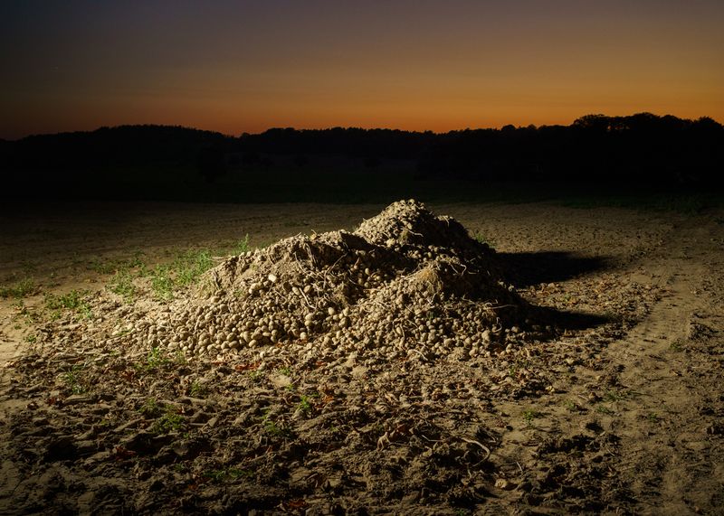 © Theresa Wißmann - Image from the Sprouts and Skins (German title: Vorwiegend festkochend) photography project