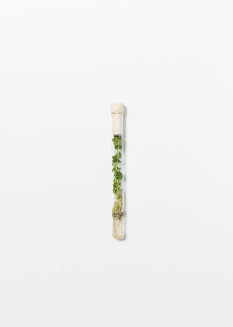 © Theresa Wißmann - Image from the Sprouts and Skins (German title: Vorwiegend festkochend) photography project