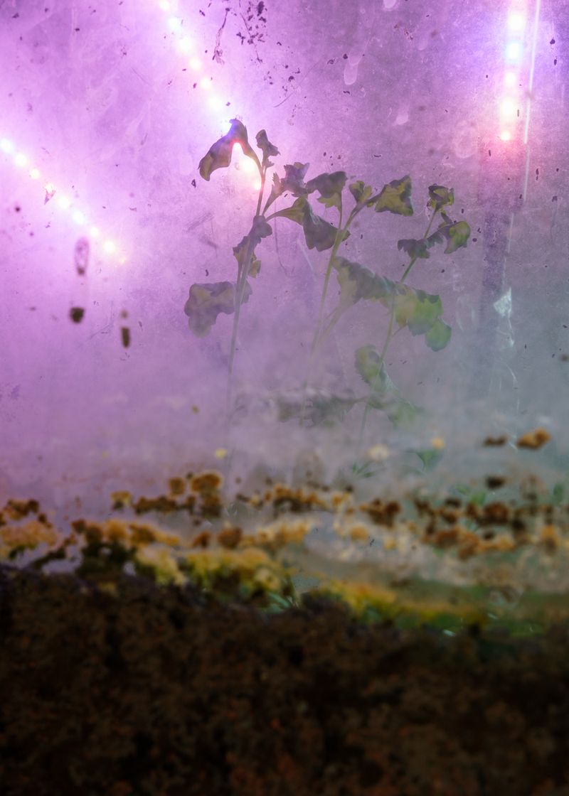 © Theresa Wißmann - Image from the Sprouts and Skins (German title: Vorwiegend festkochend) photography project