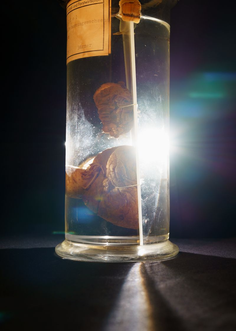 © Theresa Wißmann - Image from the Sprouts and Skins (German title: Vorwiegend festkochend) photography project