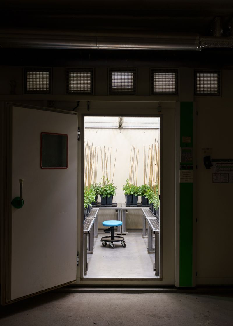 © Theresa Wißmann - Image from the Sprouts and Skins photography project