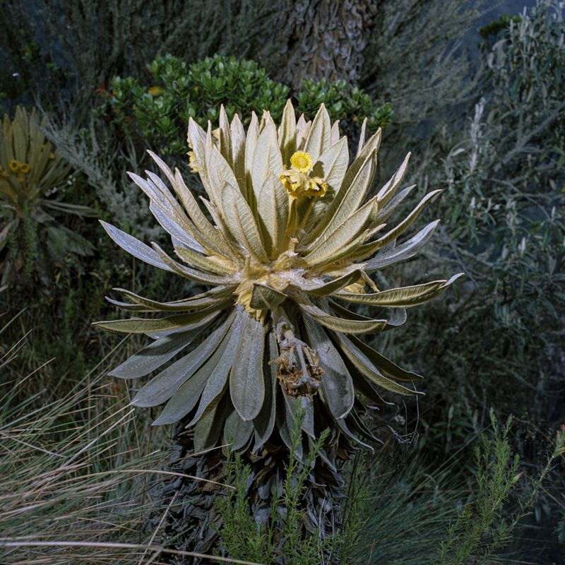 © Carlos Saavedra - Image from the Echoes of Armero photography project