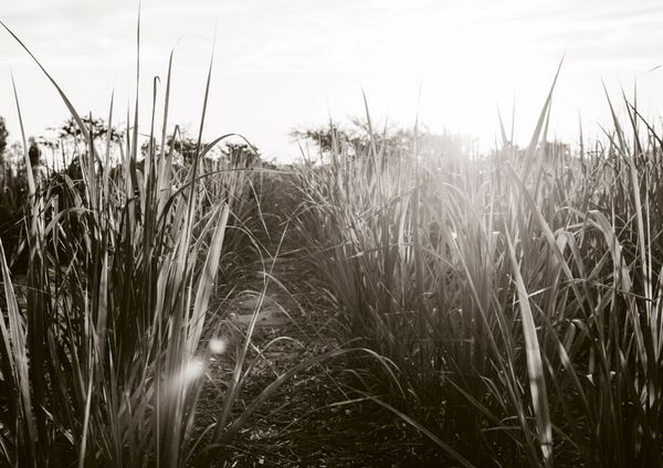 © Cecilia Sordi Campos - Image from the (ses·ma·ri·a) photography project