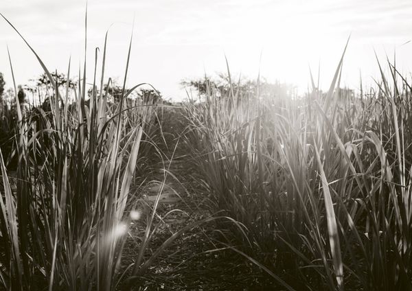 © Cecilia Sordi Campos - Image from the (ses·ma·ri·a) photography project