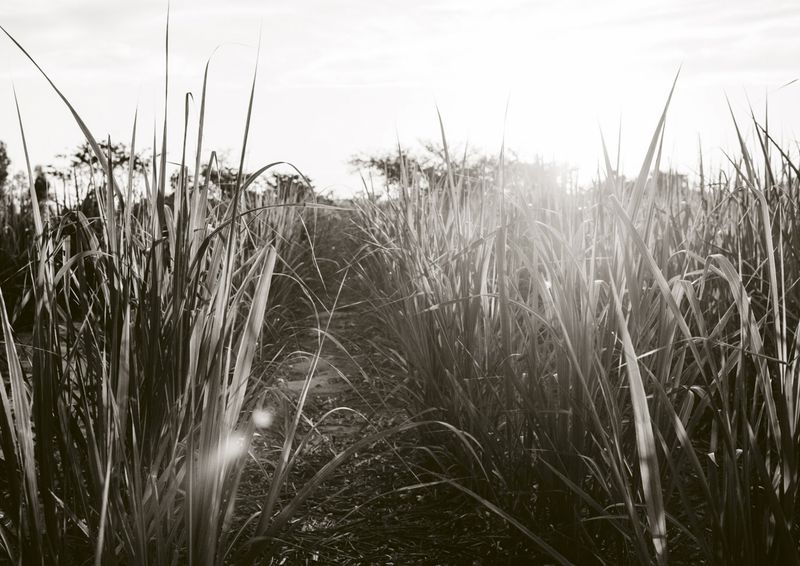 © Cecilia Sordi Campos - Image from the (ses·ma·ri·a) photography project