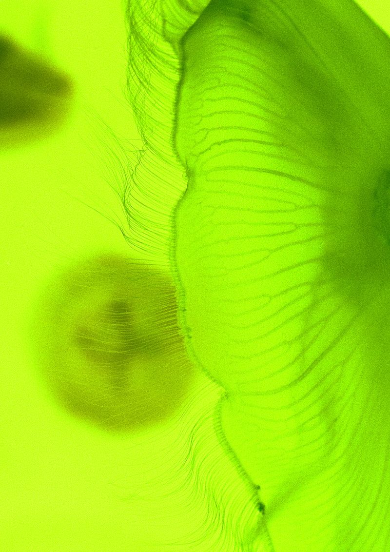 © Cecilia Sordi Campos - Image from the (ses·ma·ri·a) photography project