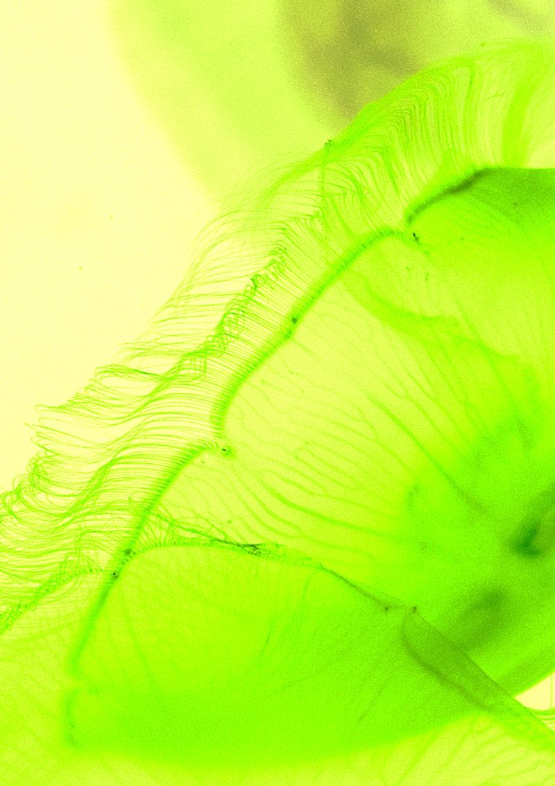 © Cecilia Sordi Campos - Image from the (ses·ma·ri·a) photography project