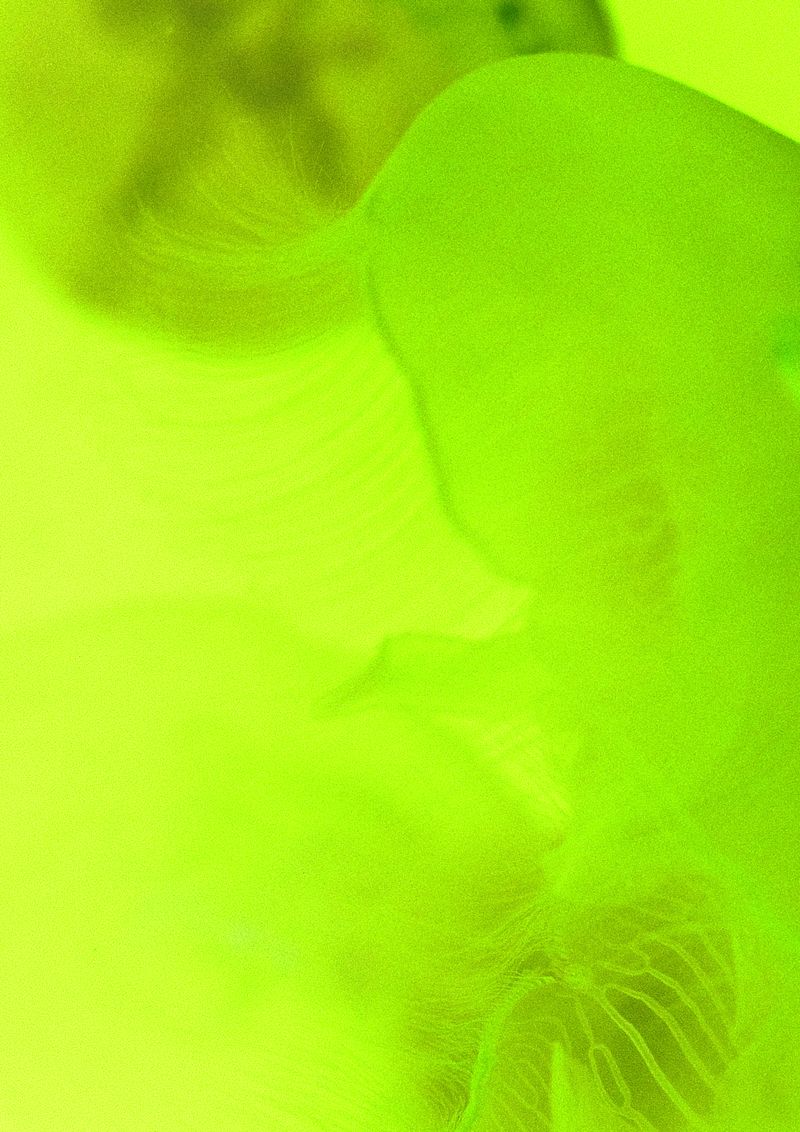 © Cecilia Sordi Campos - Image from the (ses·ma·ri·a) photography project