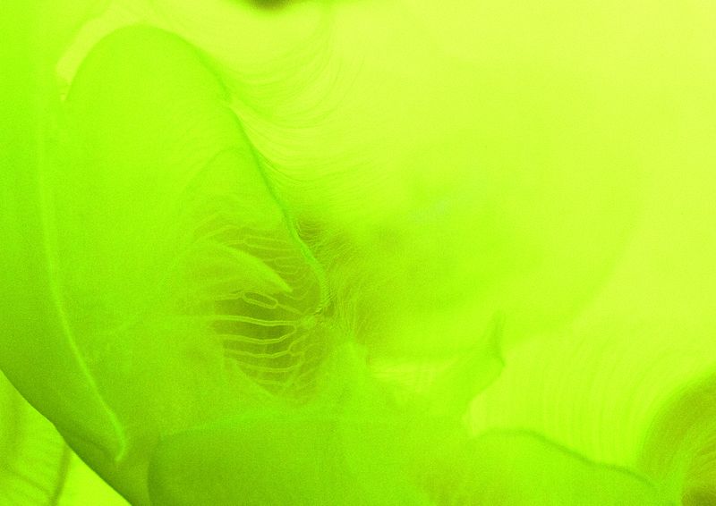 © Cecilia Sordi Campos - Image from the (ses·ma·ri·a) photography project