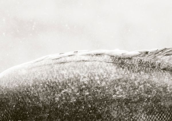 © Cecilia Sordi Campos - Image from the (ses·ma·ri·a) photography project