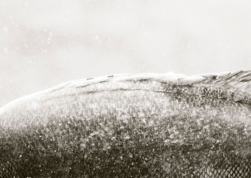 © Cecilia Sordi Campos - Image from the (ses·ma·ri·a) photography project