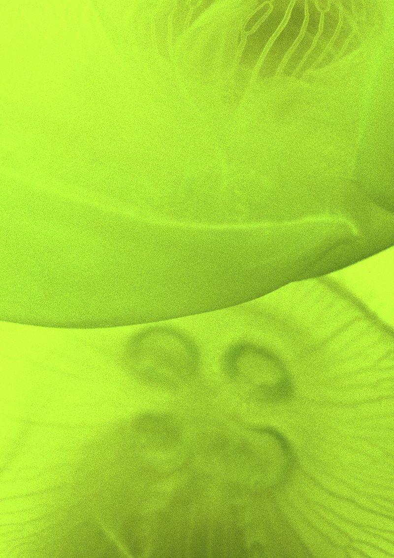 © Cecilia Sordi Campos - Image from the (ses·ma·ri·a) photography project