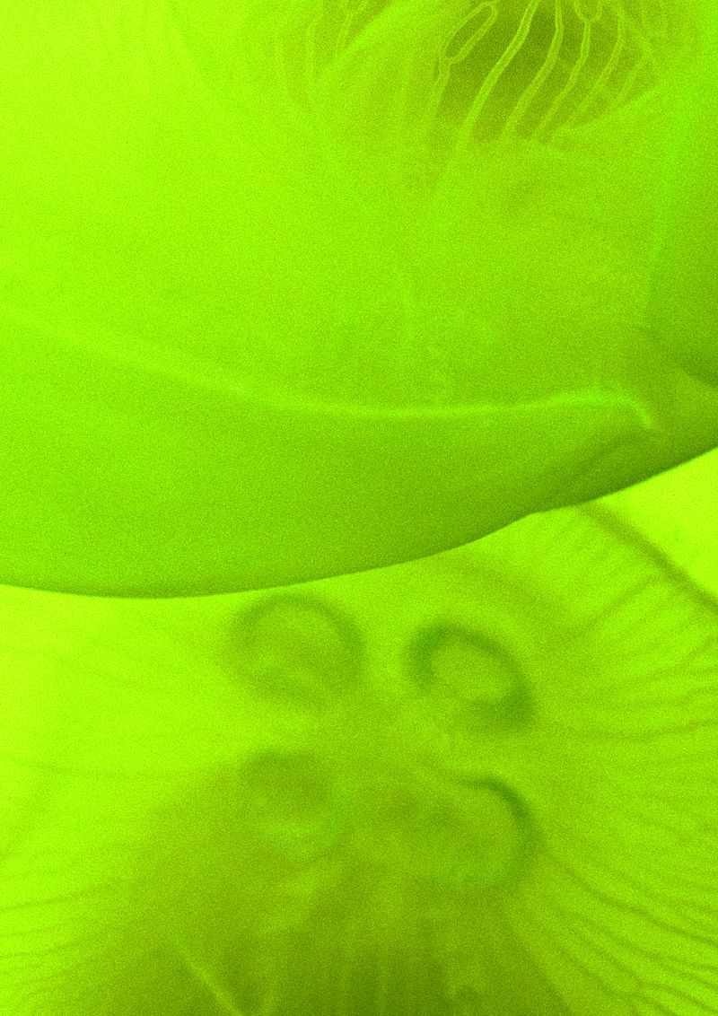 © Cecilia Sordi Campos - Image from the (ses·ma·ri·a) photography project