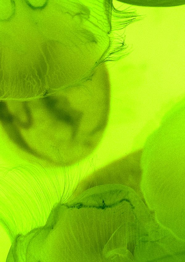 © Cecilia Sordi Campos - Image from the (ses·ma·ri·a) photography project