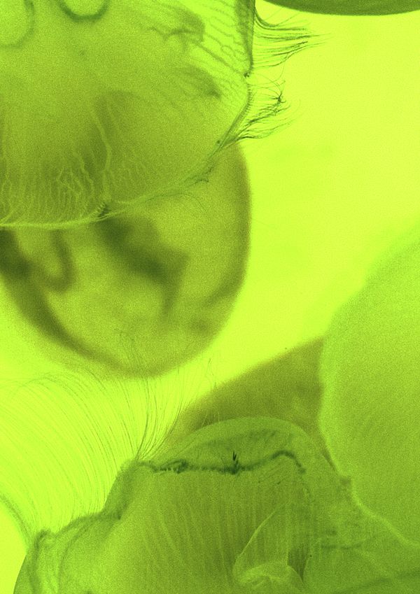 © Cecilia Sordi Campos - Image from the (ses·ma·ri·a) photography project
