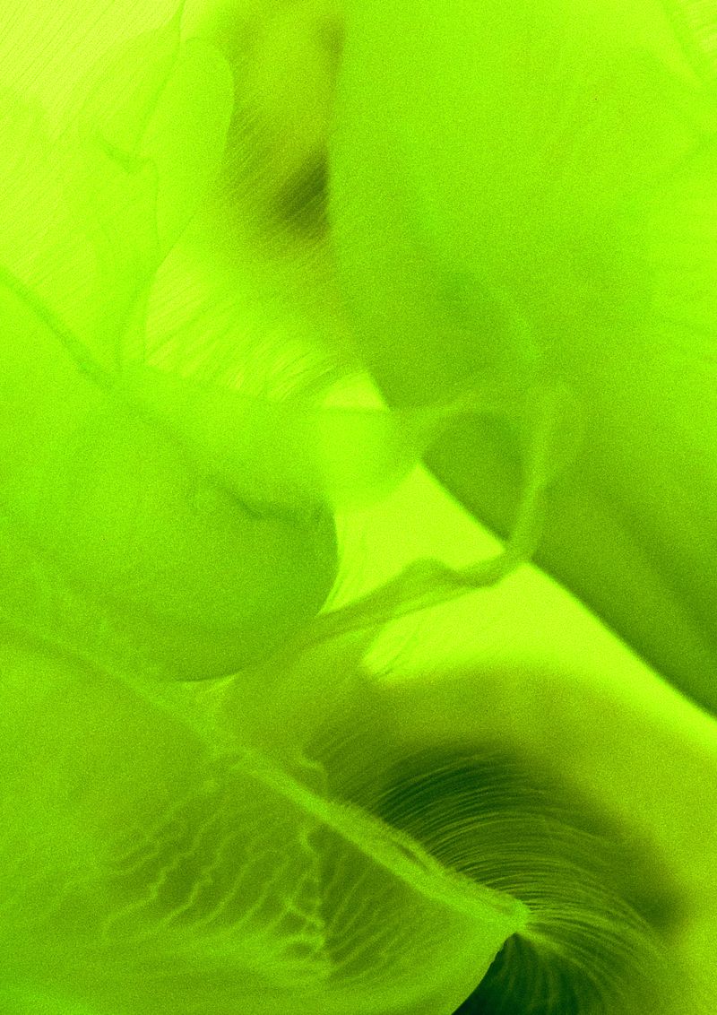 © Cecilia Sordi Campos - Image from the (ses·ma·ri·a) photography project